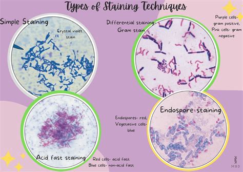 Types of staining techniques in Microbiology - My Biology Dictionary