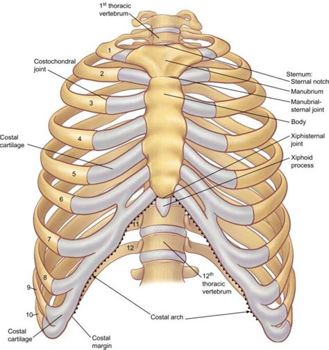 costal margin - بحث Google‏ | Cose per la scuola, Infermieristica, Anatomia