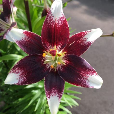 Asiatic Lily Burgundy Double-Sensation (2 gallon pot) – Perennials (Sun) › Anything Grows