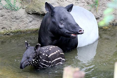 Malayan Tapirs: Meet them at Zoo Leipzig!