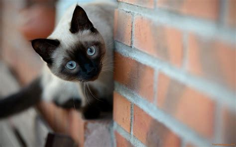 Siamese Cat Wallpapers - Top Free Siamese Cat Backgrounds - WallpaperAccess