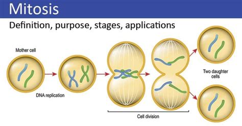 Mitosis: Phases, Stages, Applications with Diagram