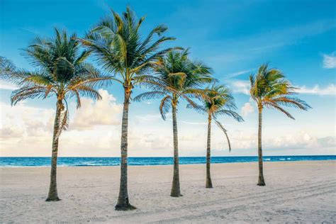 Discover 14 Types of Palm Trees in Florida - A-Z Animals