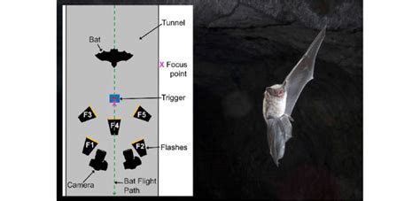 Myotis Lucifugus In Flight