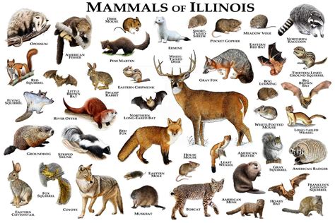 Small Mammals Of Illinois - Pets Lovers