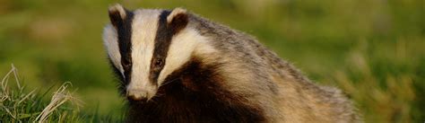 As one of the most well-known British species, today we celebrate National Badger Day!! Badgers ...