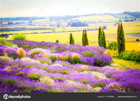 Lavender Fields England — Stock Photo © Julietart #187978064