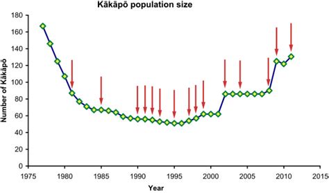 Kakapo, The World's Largest Flightless Nocturnal Parrot