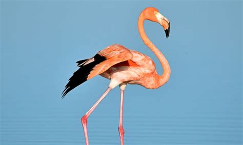 Flamingos in Florida - UF/IFAS Extension Manatee County