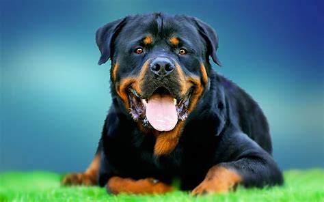 Rottweiler, big black dog, pets, green grass, dog on the grass, dogs ...