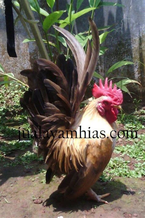 ayam serama - Jual Ayam Hias