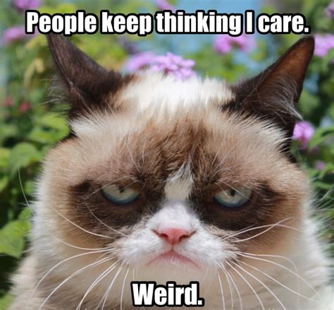 Grumpy cat: people keep thinking i care. weird. #cats #humor #grumpy | Funny grumpy cat memes ...