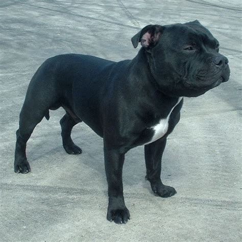 :Staffordshire Bull Terrier | COMPANION PETS KENYA