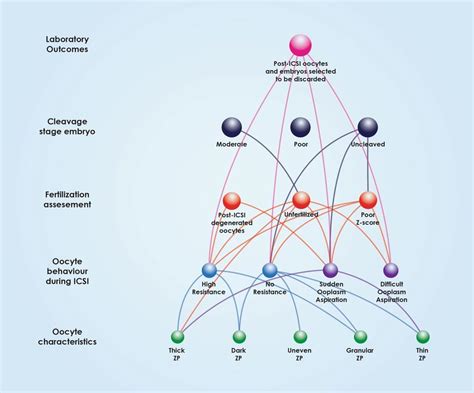 Associations between polar body, perivitelline space characteristics,... | Download Scientific ...