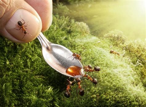 Ants feeding on sap stock photo. Image of entomology - 16898218