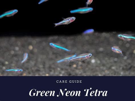 The Complete Green Neon Tetra Care Guide