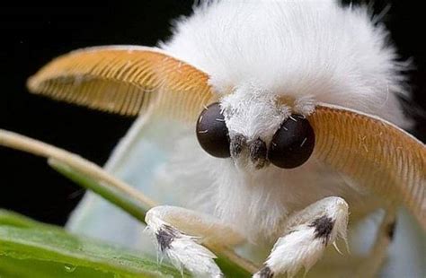 Are Poodle Of Moths Real