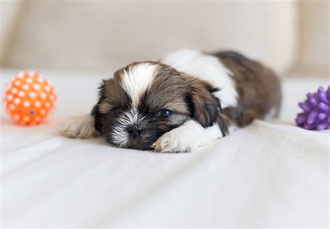 Shih Tzu Puppies For Sale In Nevada