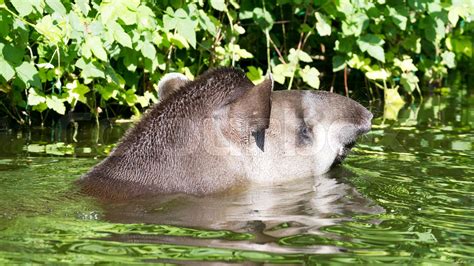 Profile portrait of south American tapir in the water | Stock image | Colourbox