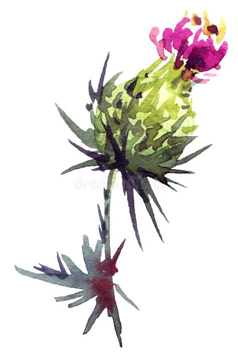 Watercolor thistle flower stock illustration. Illustration of isolated - 108412778