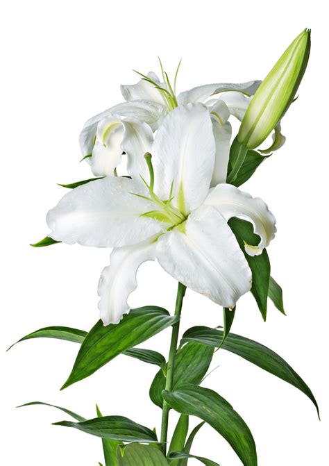 Easter Lily - ClipArt Best