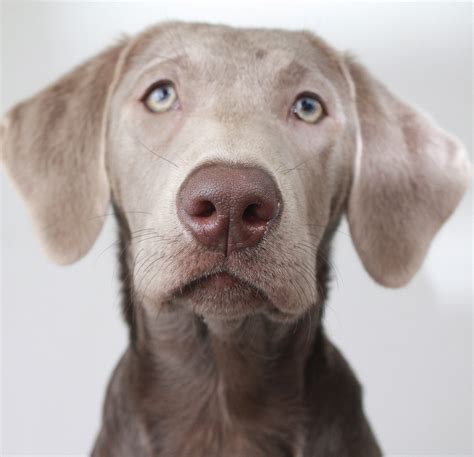 Weimaraner Lab Mix - Your Complete Guide To The Labmaraner