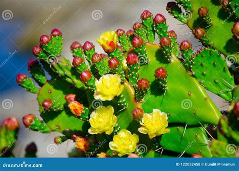 Beautiful Yellow Prickly Pear Cactus Flower at a Botanical Garden ...