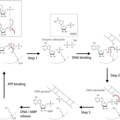 Ligase Enzyme Examples