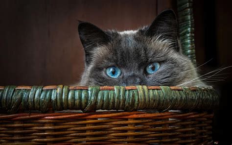 Cat Blue Eyes 4K wallpaper download