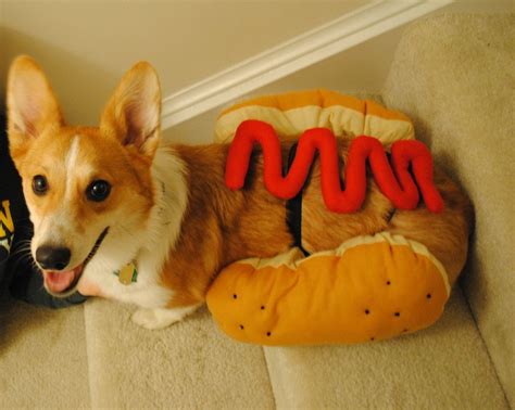 Hot dog costume Corgi