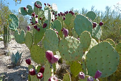 Prickly Pear Cactus | foodatude