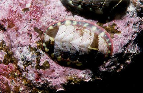 Chiton - CreationWiki, the encyclopedia of creation science