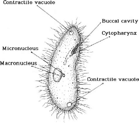 Micrograph of the ciliate Paramecium. Macronuclei of ciliates are more... | Download Scientific ...