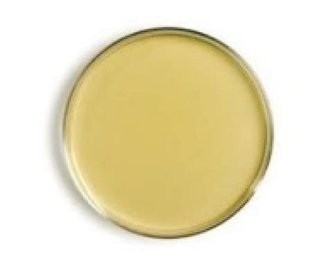 Nutrient Agar Plates (10) » BioTek