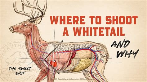 Whitetail Deer Anatomy Diagram