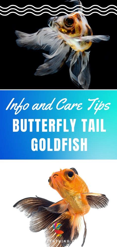 Goldfish Care Sheet: Everything You Need to Know on One Page | Goldfish care, Pet fish, Goldfish