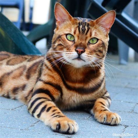 25 Gorgeous Bengal Cat Breed Pictures That Took The Internet By Storm ~ Cute Cats & Lovely Dogs