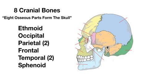 Skull Bone Mnemonic Anatomy Names Labeled Diagram Study Notes | Hot Sex Picture