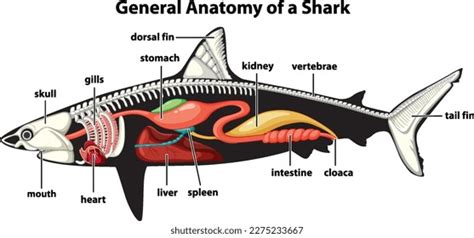 General Anatomy Shark Diagram Illustration Stock Vector (Royalty Free) 2275233667 | Shutterstock