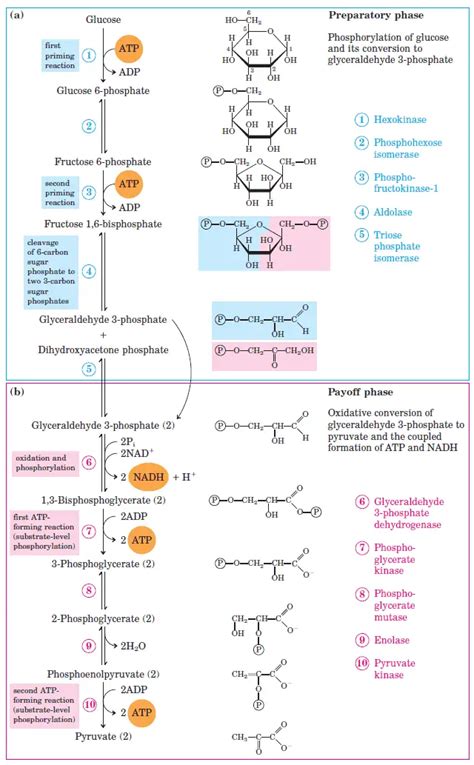 Glycolysis : All Steps with Diagram, Enzymes, Products, Energy Yield and Significance ...