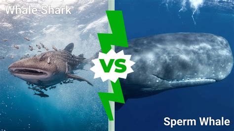 Whale Shark vs. Sperm Whale: Which Deep Sea Giant Would Win in a Fight ...