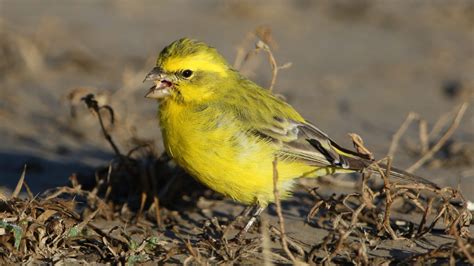 Yellow Canary Care Sheet | Birds Coo