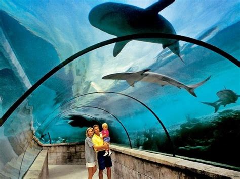 atlantis aquarium bahamas prices