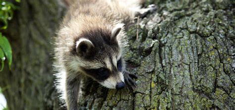 Raccoon Nation | Raccoon Fact Sheet | Nature | PBS