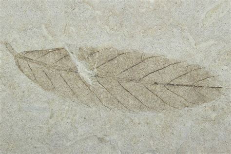 Two Fossil Leaves - Green River Formation, Utah For Sale (#99769) - FossilEra.com