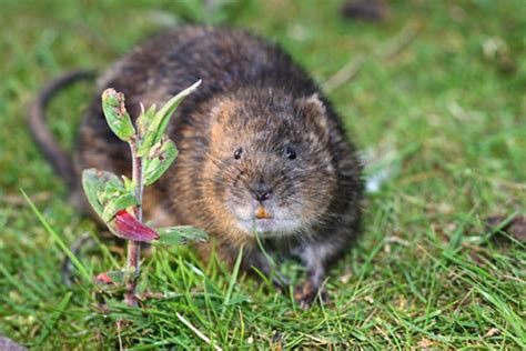 Calgary Pest Control | Voles Impacting Calgary | Meadow Mice