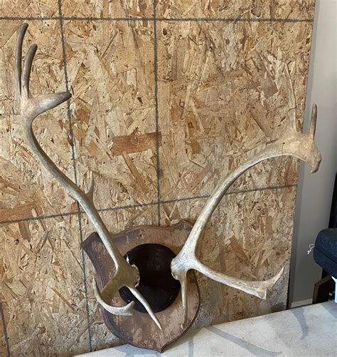 Wall Mount Elk Antlers