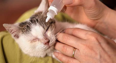 Cat Eye Infection Home Remedies, Signs, Symptoms and What to Do