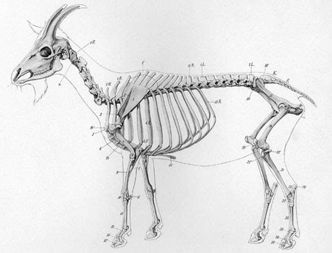 Biomimetic Designers Take Note: Goat Hooves Confer Ninja-like Climbing Abilities - Core77