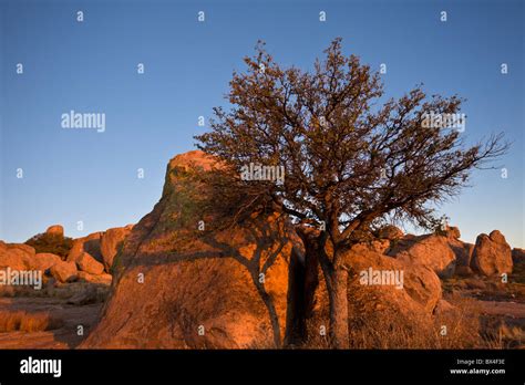 New mexico state tree hi-res stock photography and images - Alamy